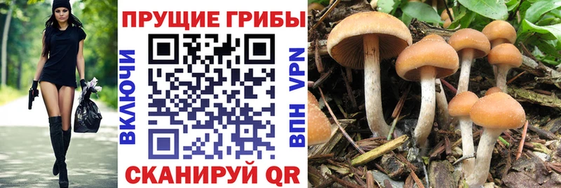 Галлюциногенные грибы Cubensis Райчихинск
